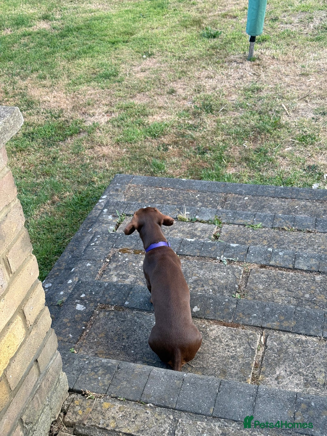 Miniature Dachshund dogs for sale: Smooth haired mini daschund chocolate and tan - Image 6