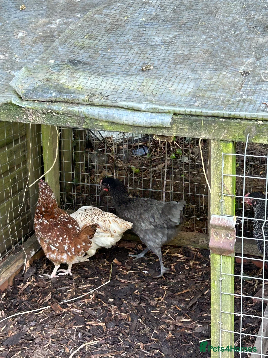 Hens poultry for sale: Chickens in Shifnal - Advert 1