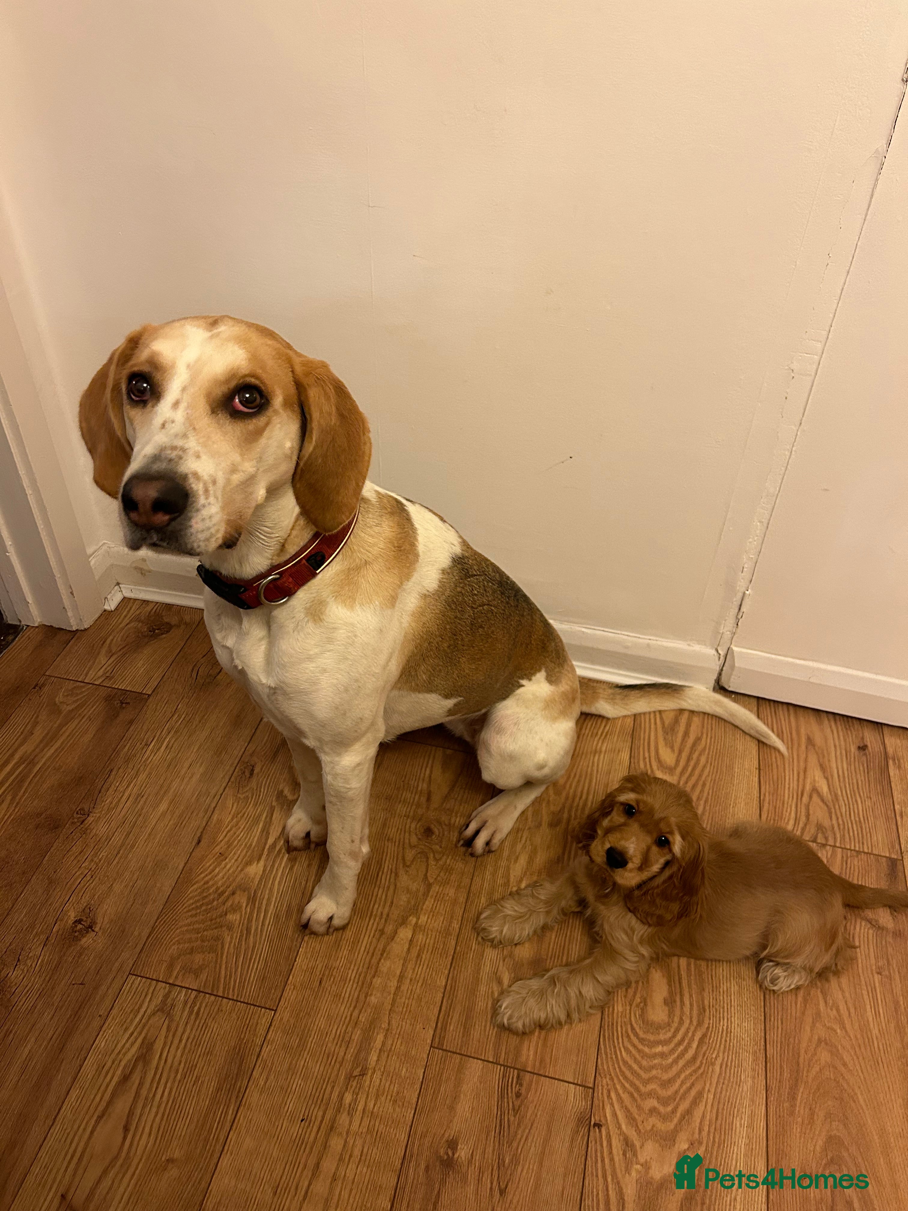 Foxhound dogs Absolutely beautiful dog looking for loving Home - Advert 6