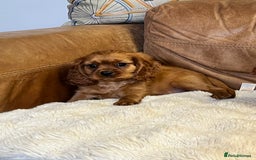 Cavalier King Charles Spaniel dogs for sale: stunning litter of KC registered Ruby Cavaliers - Image 6