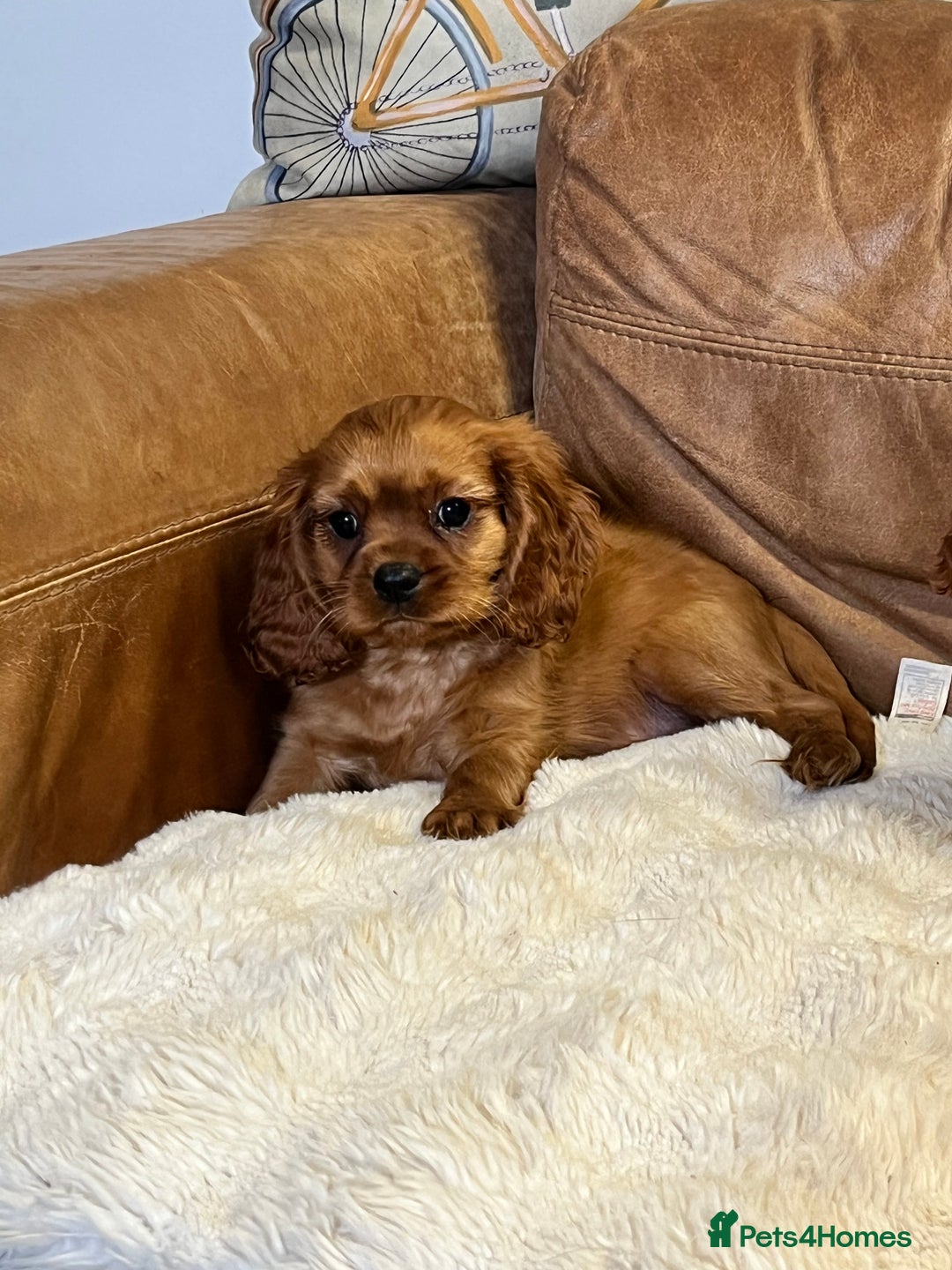 Cavalier King Charles Spaniel dogs for sale: stunning litter of KC registered Ruby Cavaliers - Image 6