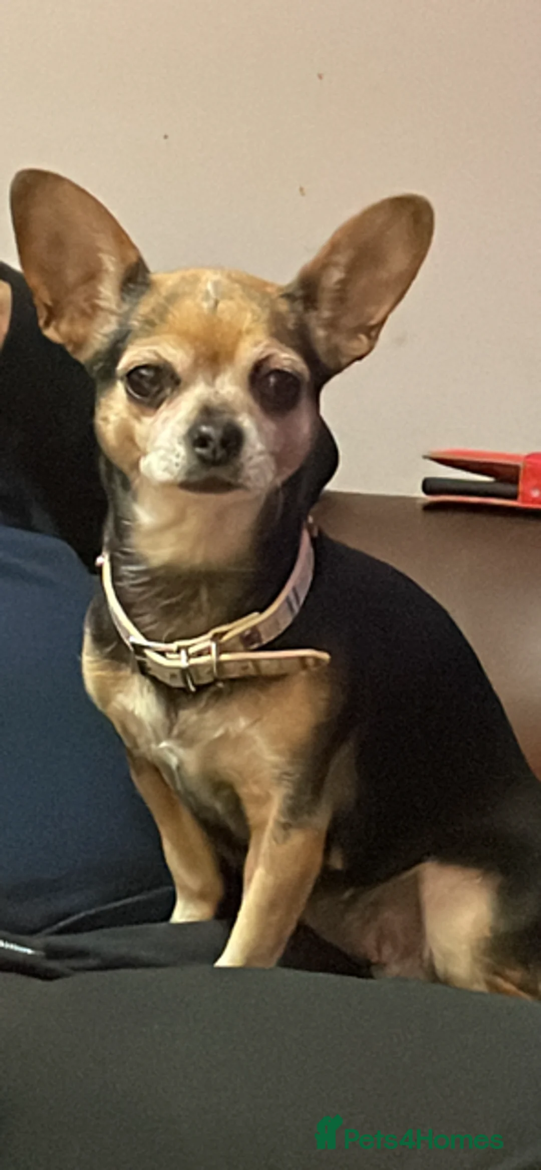 Chihuahua dogs for sale: Female Chihuahua - Advert 2