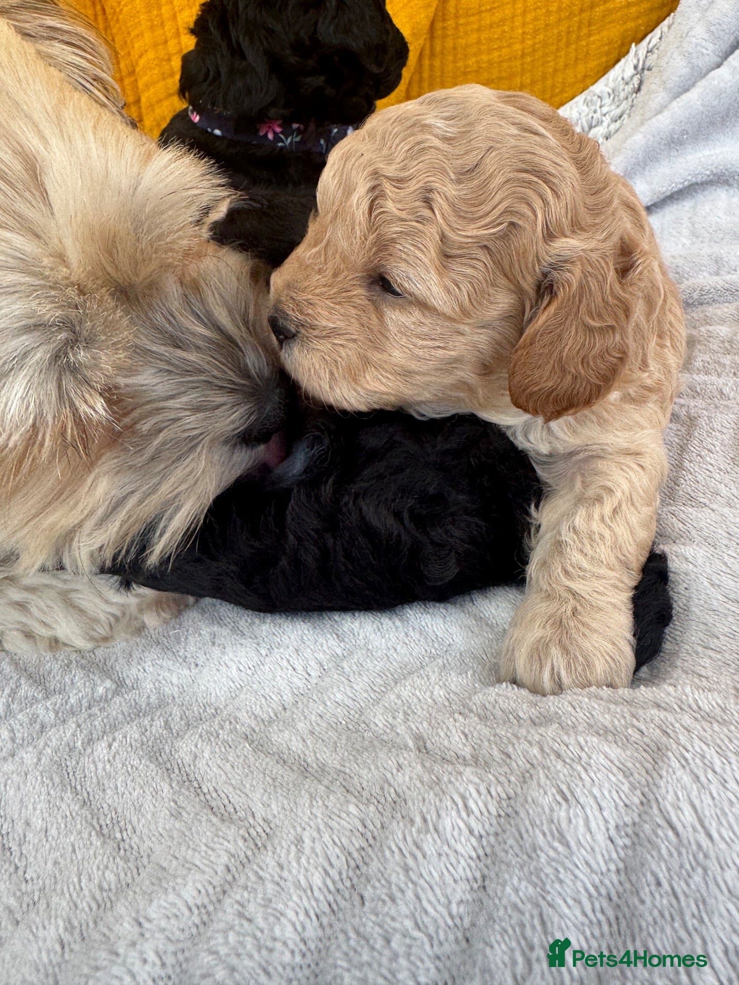 Shihpoo dogs Shihpoo puppies 3 boys - Advert 2