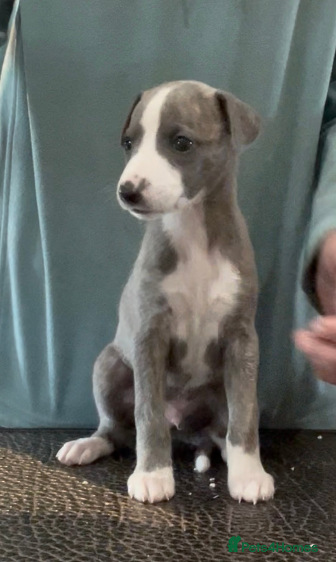 Whippet dogs for sale: Show Quality Blue Brindle KC Registered Whippets - Image 26