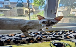 Bengal cats for sale: Snow bengal kittens for loving homes  - Image 23