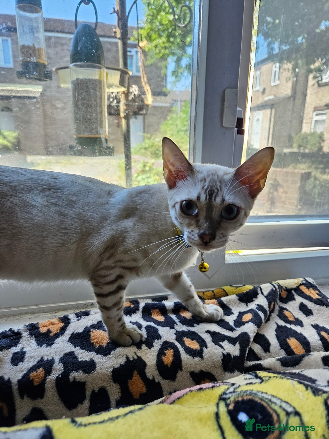 Bengal cats for sale: Snow bengal kittens for loving homes  - Image 23