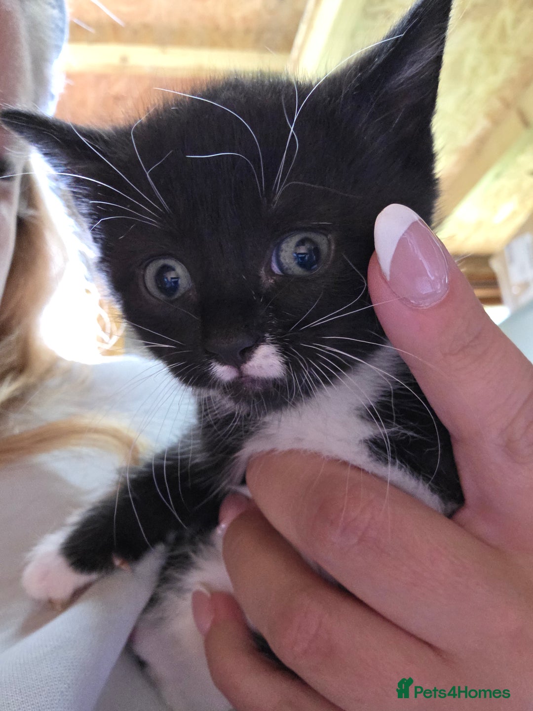 British Longhair cats for sale: 2 kittens ready to go  - Image 13