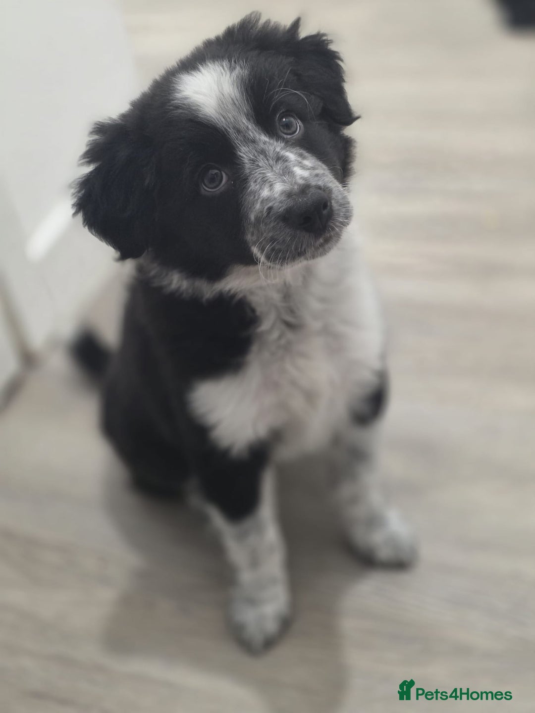 Border Collie dogs for sale: One stunning girl left quick ❤️❤️ - Image 3