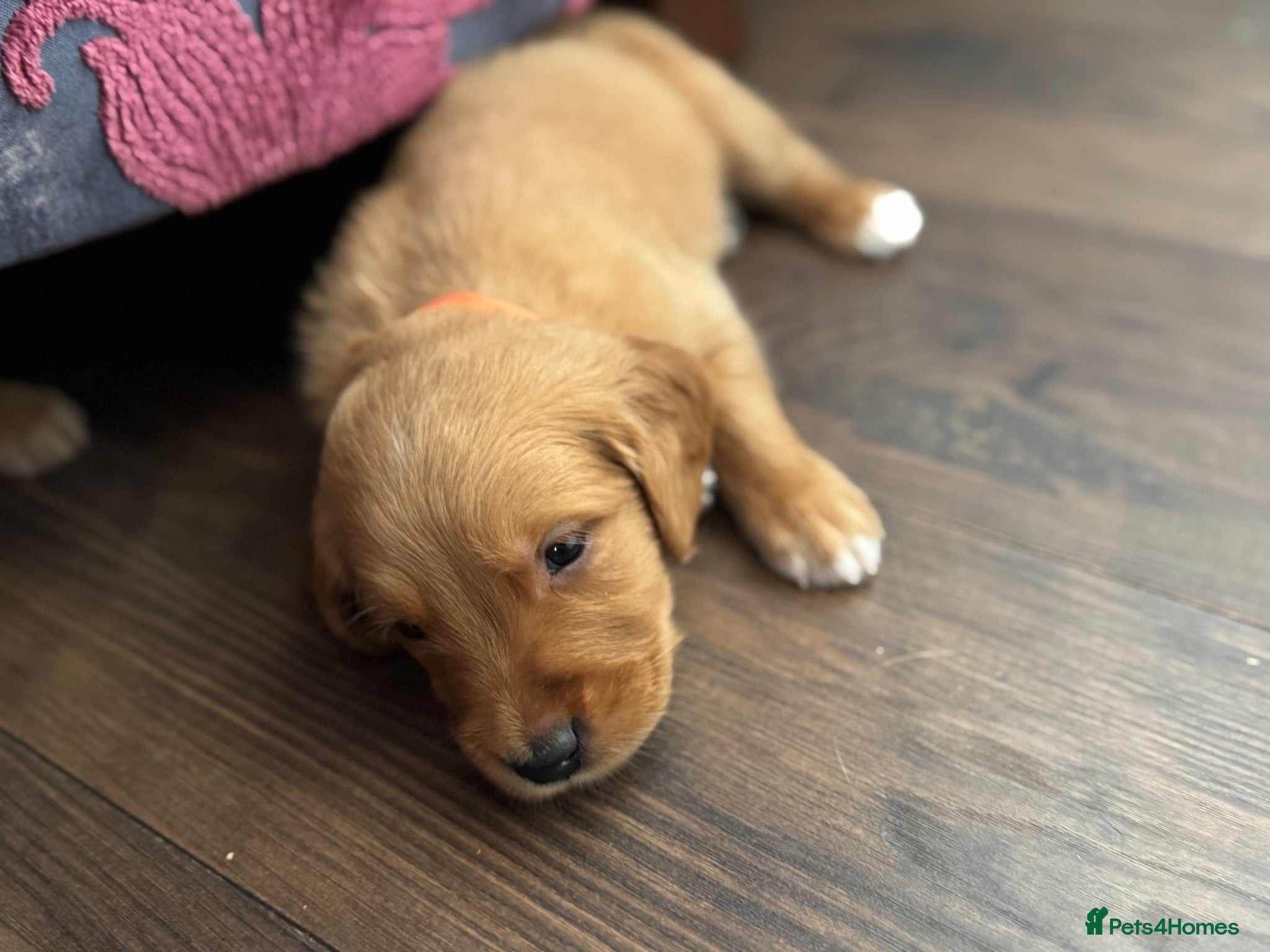 Golden Retriever dogs KC Registered Dark Red Golden Retriever Puppies - Advert 2