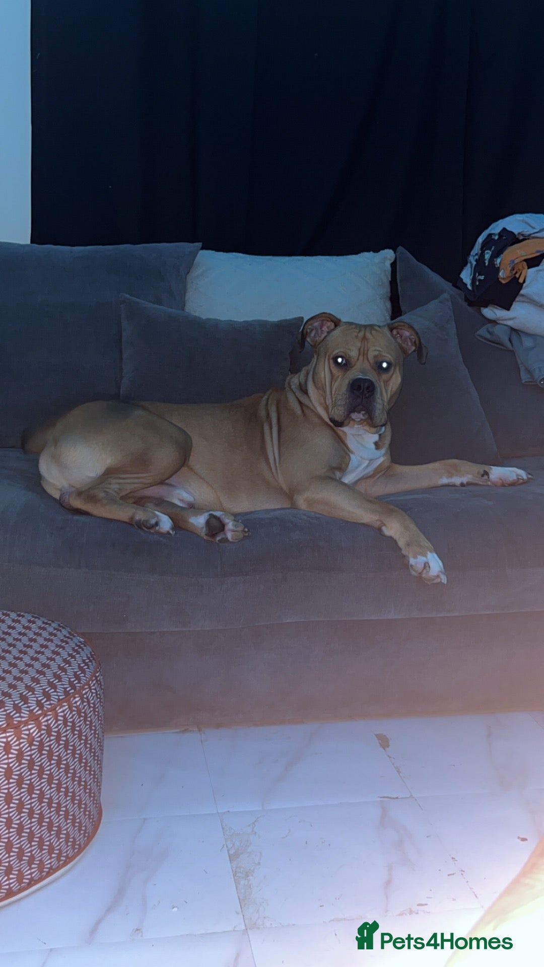 Mixed Breed dogs 1 year old male  - Advert 2