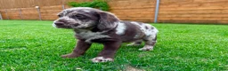 Labradoodle dogs for sale: Chocolate & chocolate Merle Babies 🐾🐾🐾 - Advert 6