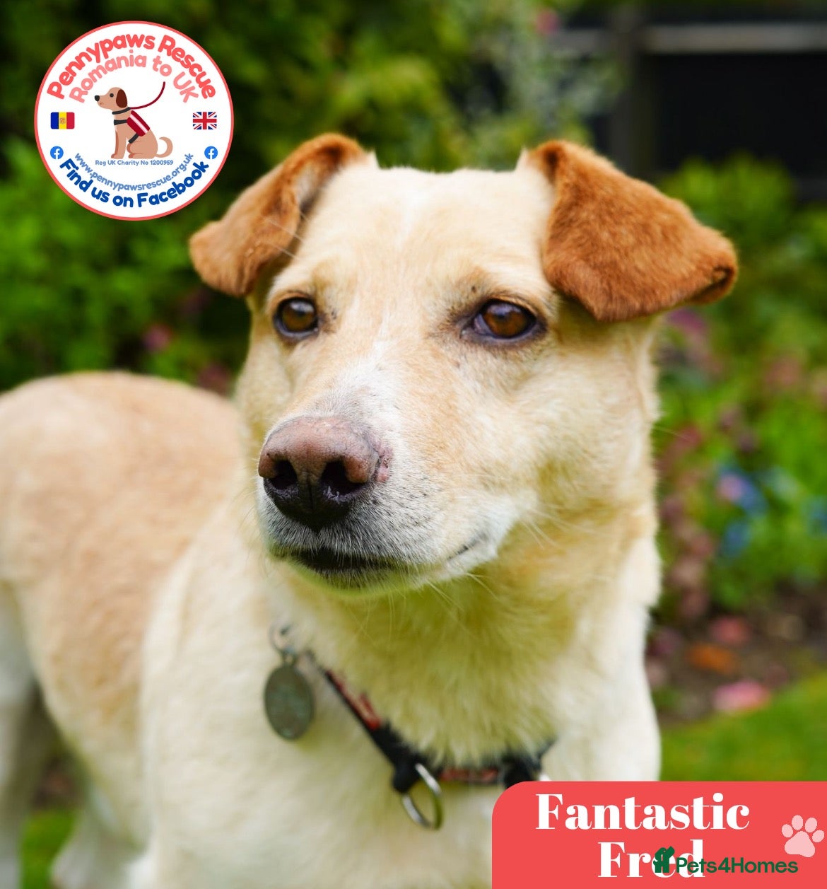 Mixed Breed dogs Fantastic Fred - Advert 1