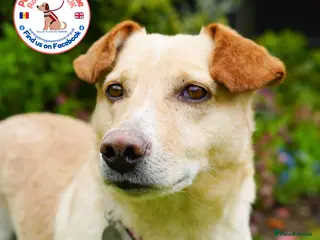 Mixed Breed dogs Fantastic Fred - Advert 1