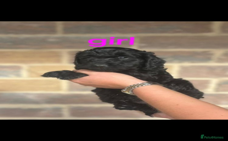 Cockapoo dogs - Advert 1