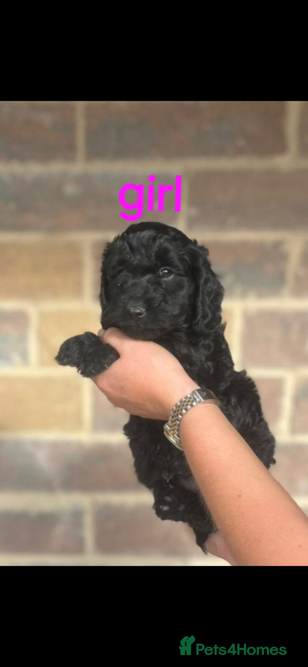 Cockapoo dogs for sale: F1 Cockapoos  - Image 4