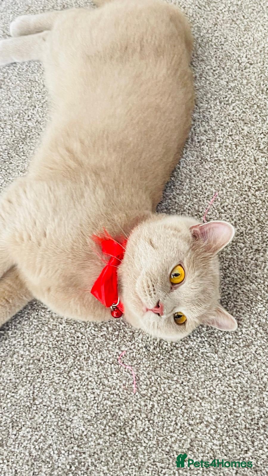 British Shorthair cats Gorgeous Lilac British Shorthair Female ✨🐾💜 - Advert 2
