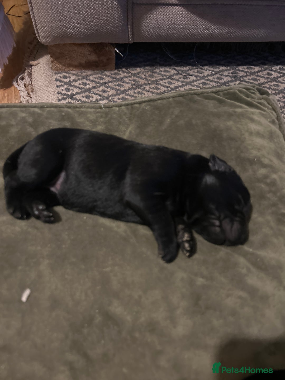 Labrador Retriever dogs for sale: Labrador Puppies - Advert 13