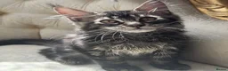 Maine Coon cats for sale: Mane coon kittens  - Advert 12