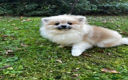 Pomeranian dogs for sale: Beautiful Pomeranian Teddy Bear Puppies - Advert 10