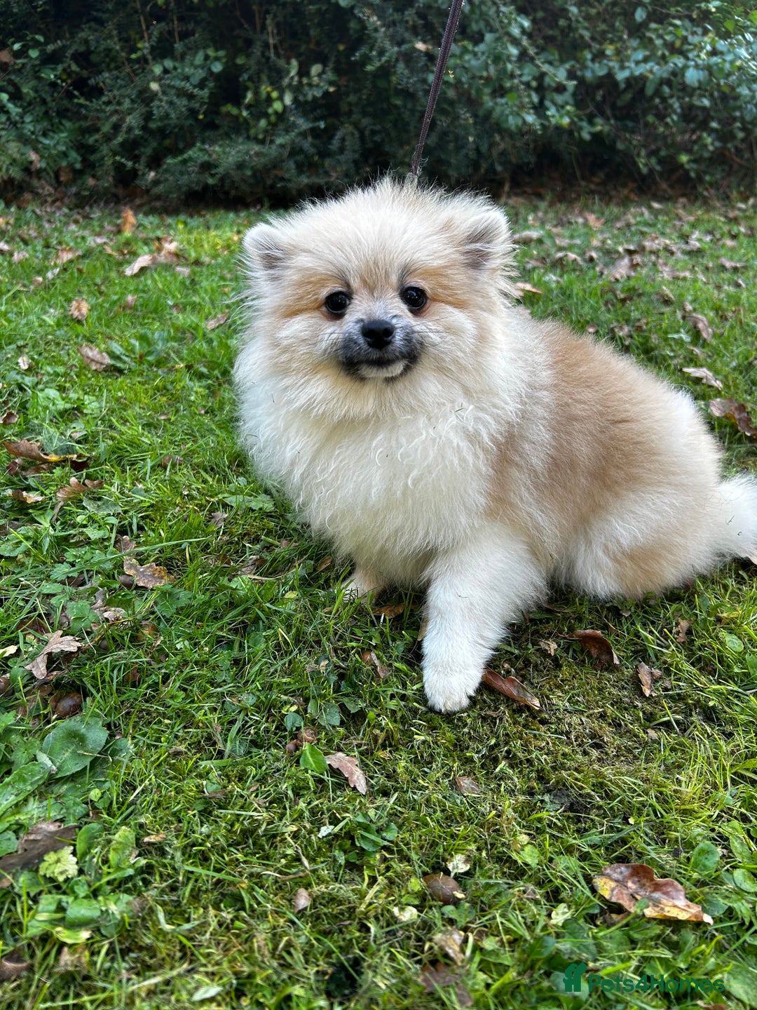 Pomeranian dogs for sale: Beautiful Pomeranian Teddy Bear Puppies - Advert 10