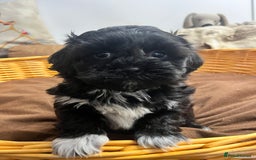 Shihpoo dogs for sale: gorgeous handsome litter  - Image 7