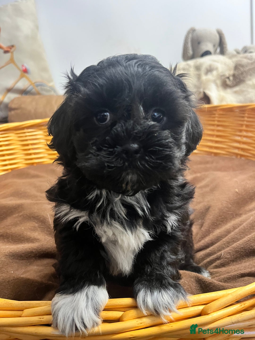 Shihpoo dogs for sale: gorgeous handsome litter  - Image 7