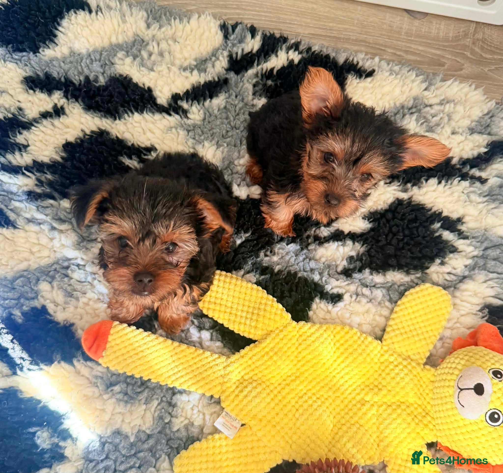 Yorkshire Terrier dogs Minature Yorkshire Terrier《 BOY》 - Advert 1