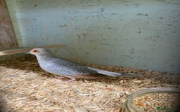 Doves birds for sale: Male diamond dove 1yr old - Image 2