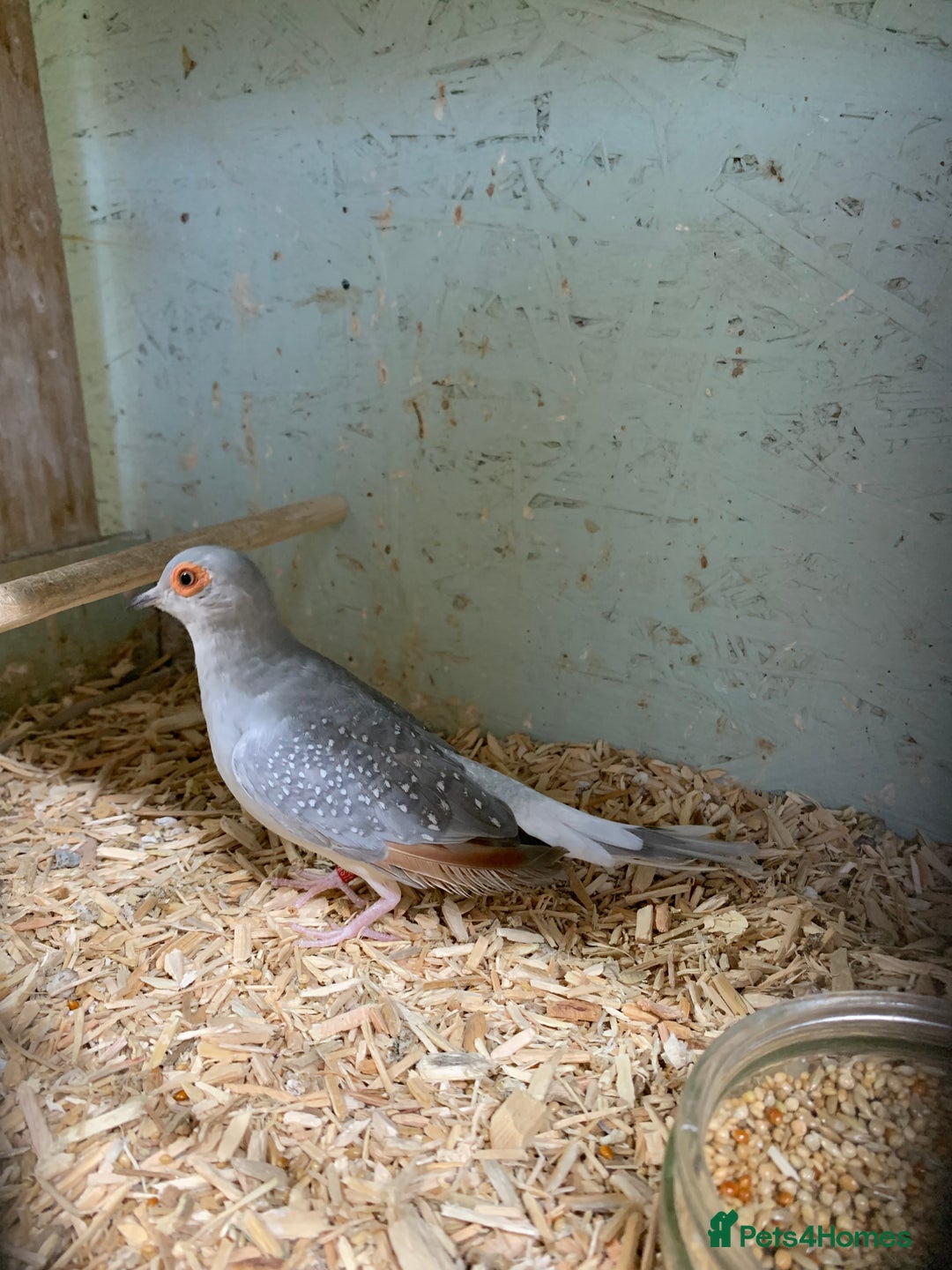 Doves birds for sale: Male diamond dove 1yr old - Image 2