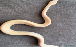 Python Snake reptiles for sale: Super pastel champagne banana ball python  - Image 2