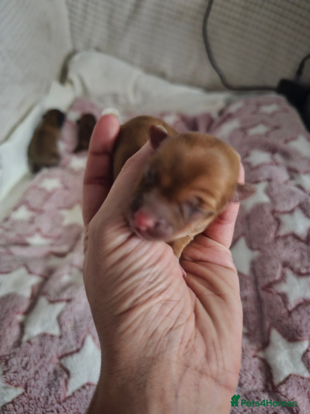 Jack Chi dogs for sale: Jack x chi pups - Advert 4