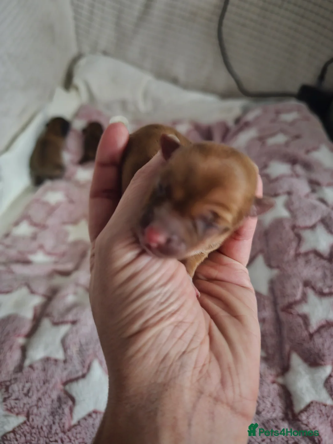 Jack Chi dogs for sale: Jack x chi pups - Advert 4