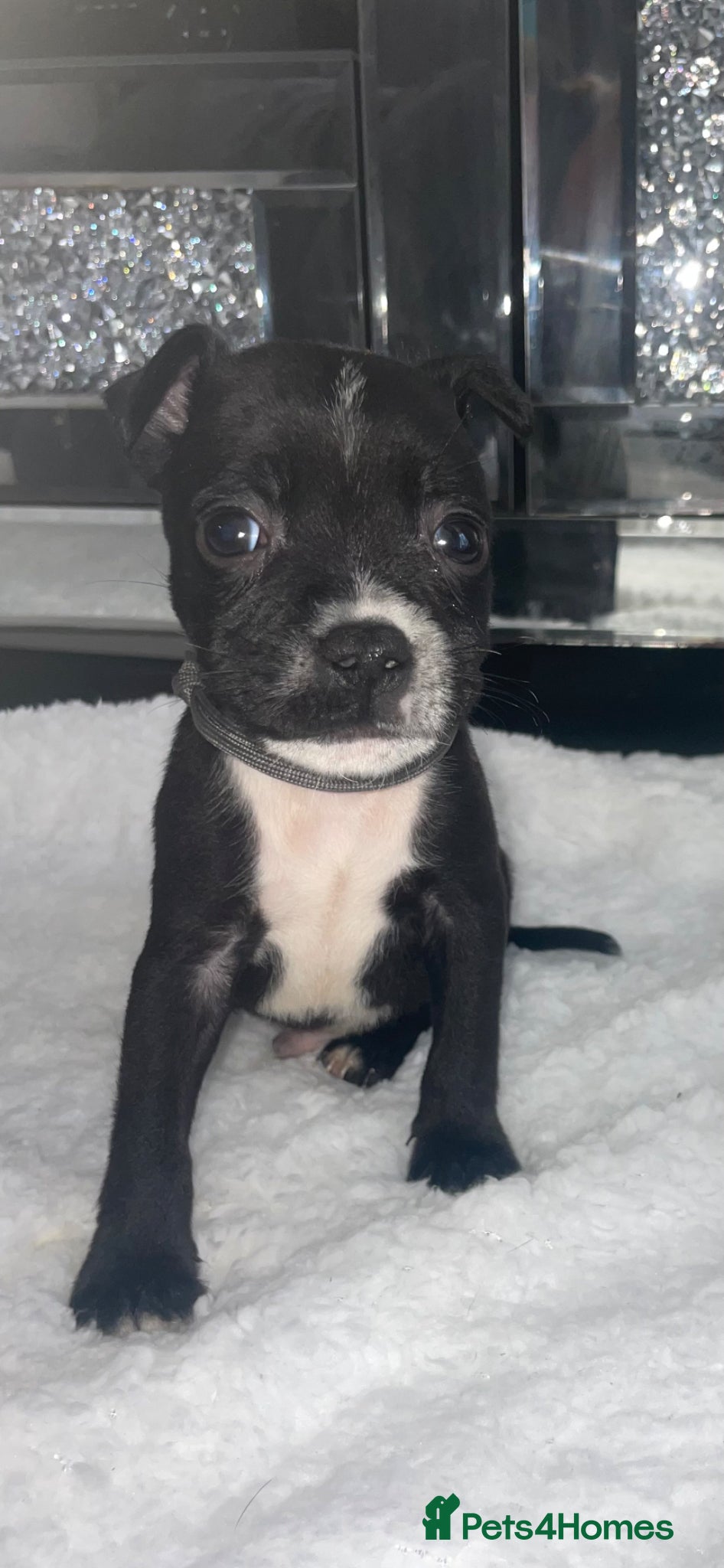 Staffordshire Bull Terrier dogs 6 stunning KC registered Staffy puppy’s  - Advert 9