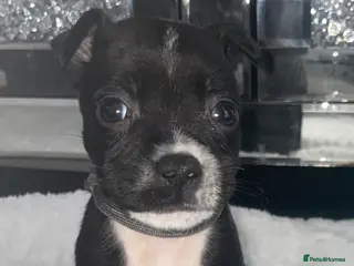 Staffordshire Bull Terrier dogs 6 stunning KC registered Staffy puppy’s - Advert 9