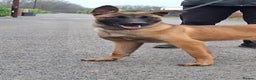 Belgian Shepherd Dog dogs for sale: Belgium malinois  - Advert 6