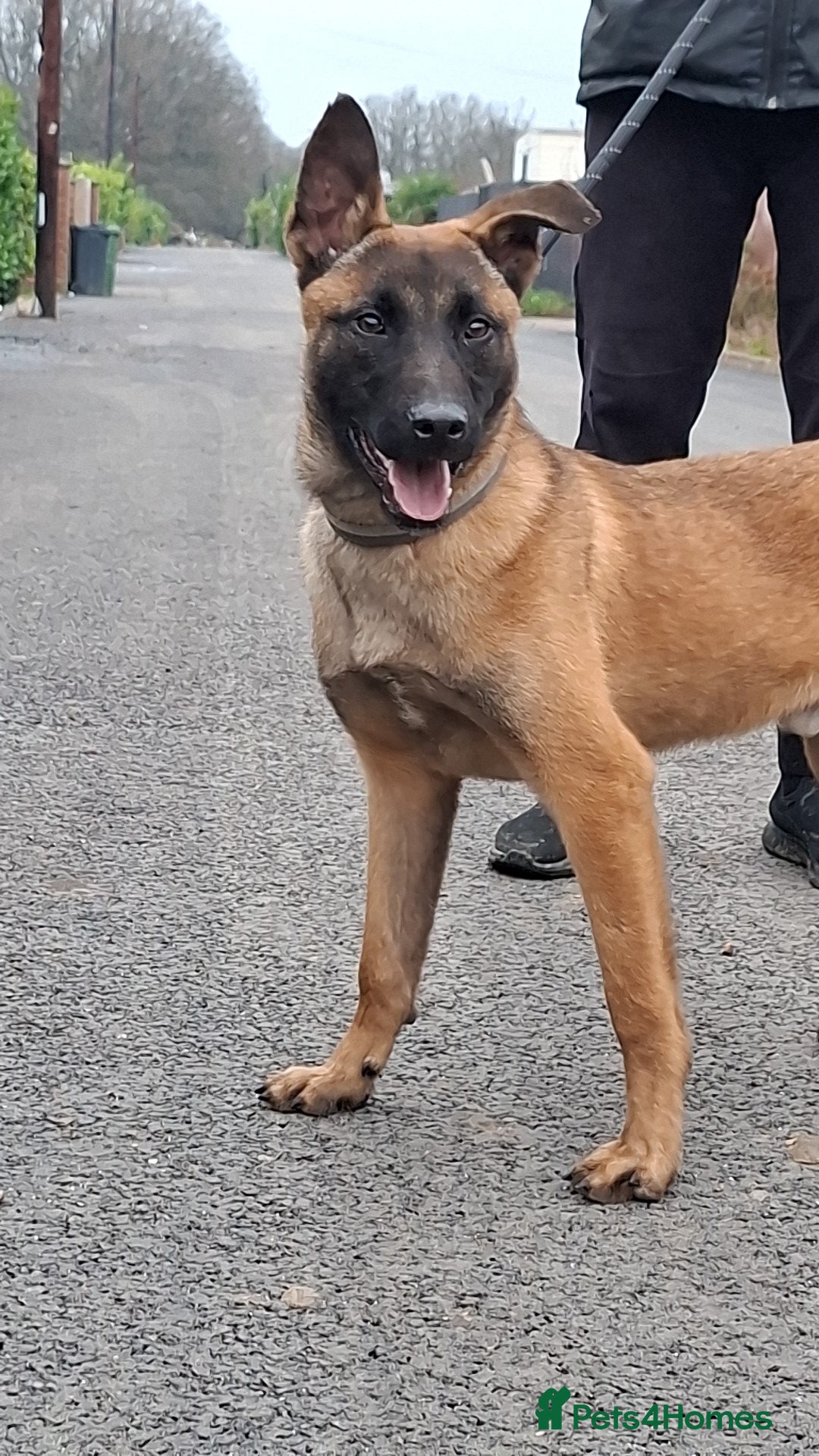 Belgian Shepherd Dog dogs for sale: Belgium malinois  - Advert 6