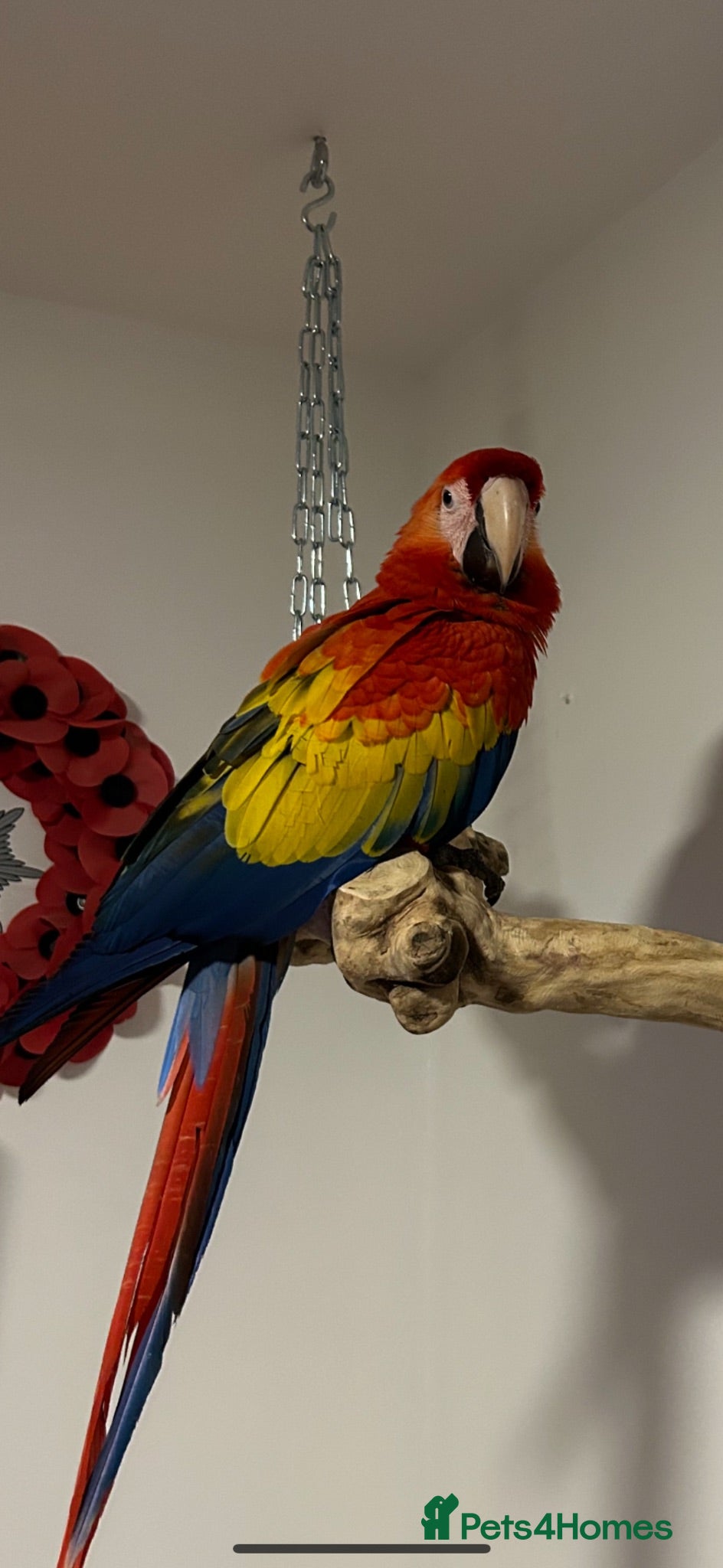 Macaws birds Male scarlet macaw  - Advert 3