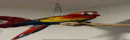 Macaws birds for sale: Male scarlet macaw  in Woking - Advert 1