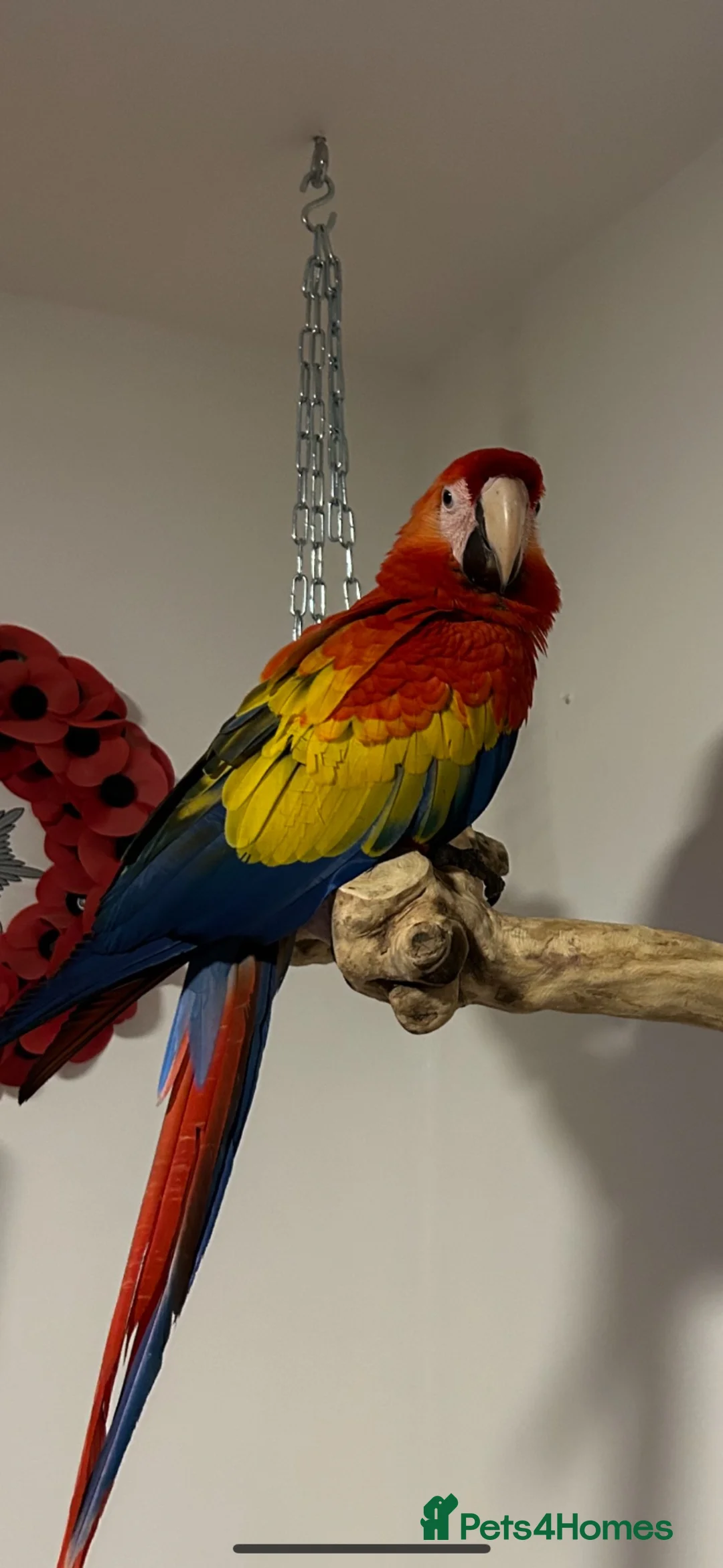 Macaws birds for sale: Male scarlet macaw  in Woking - Advert 1