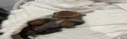 Dachshund dogs for sale: Miniature Dascshund smooth hair puppy’s  in Ilminster - Advert 22