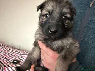 German Shepherd dogs 1 Beautiful chunky German Shepherd girl left - Advert 2