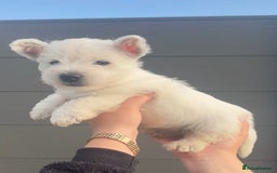 West Highland Terrier dogs for sale: West Highland Terrier pups Dad show lines - Image 11