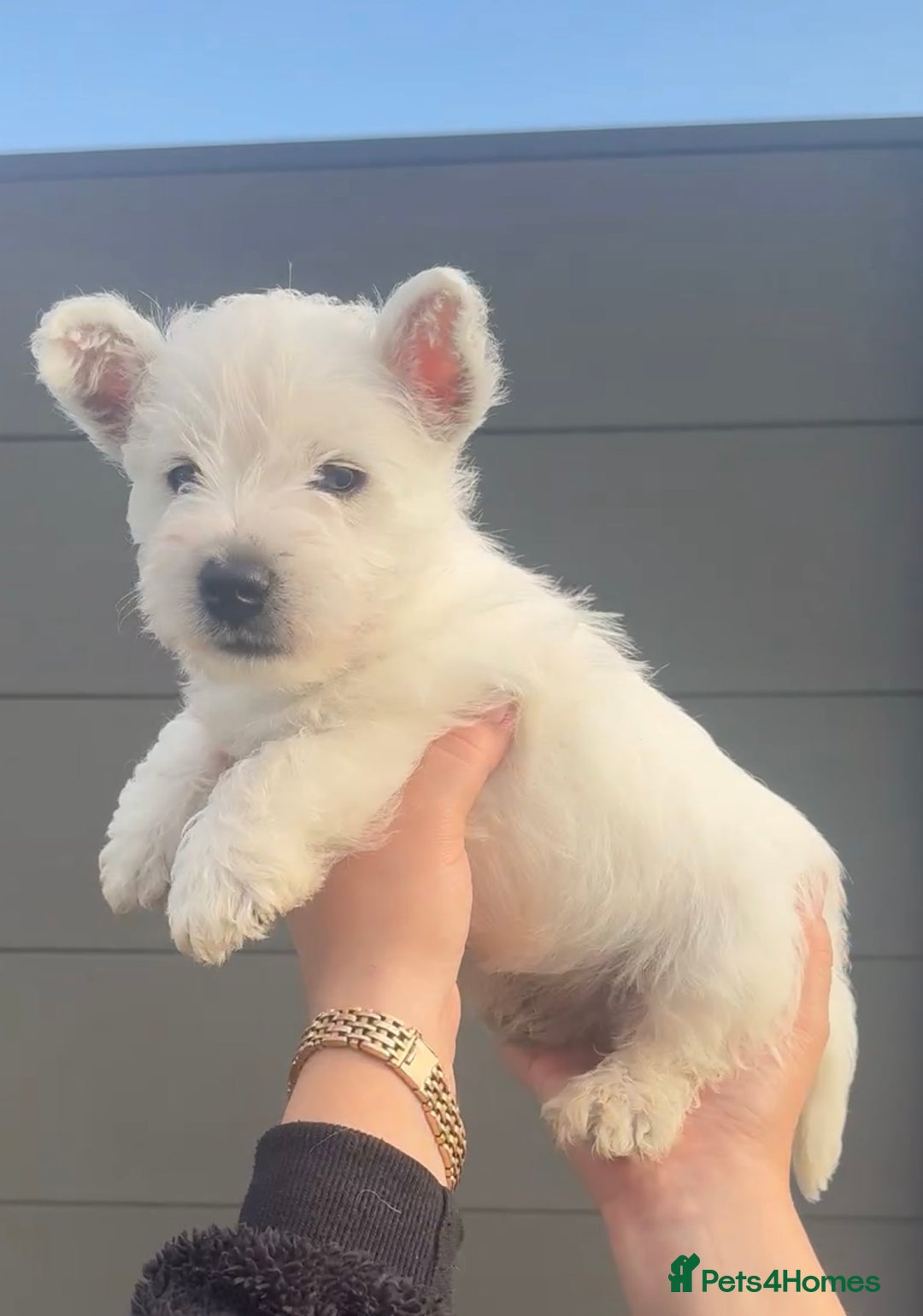West Highland Terrier dogs for sale: West Highland Terrier pups Dad show lines - Image 11