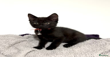 Mixed Breed cats - Advert 1