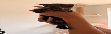 Turkish Angora 4