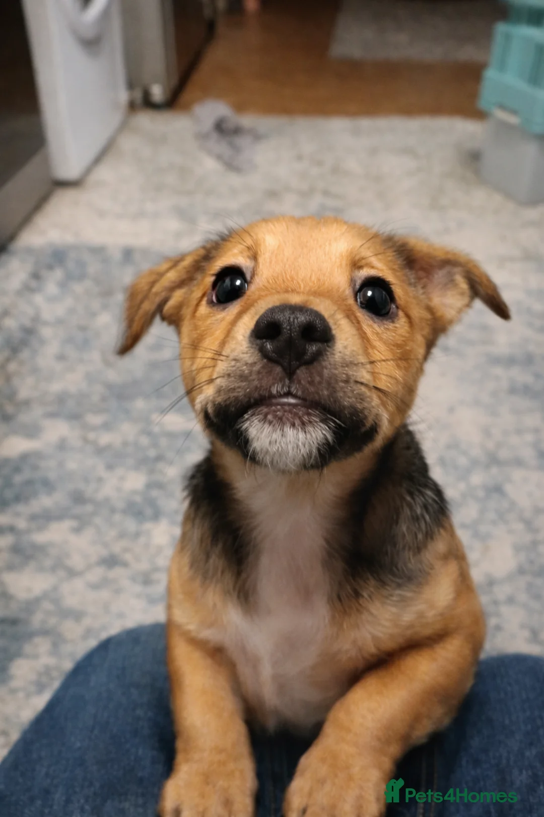 Mixed Breed dogs for sale: Healthy, Happy Puppies Available - Advert 11