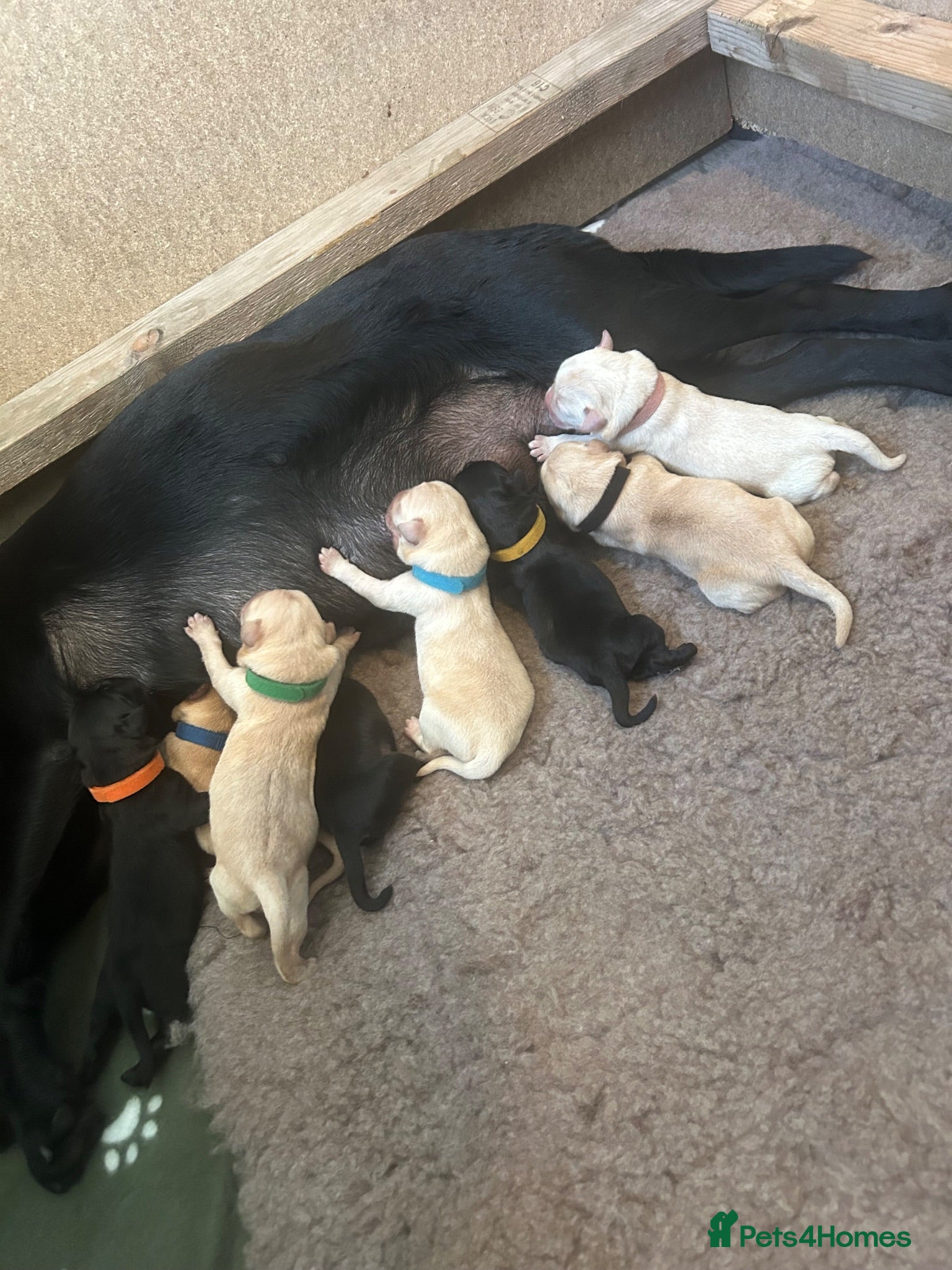 Labrador Retriever dogs 8 beautiful purebred Labrador Retrievers❤️ - Advert 4