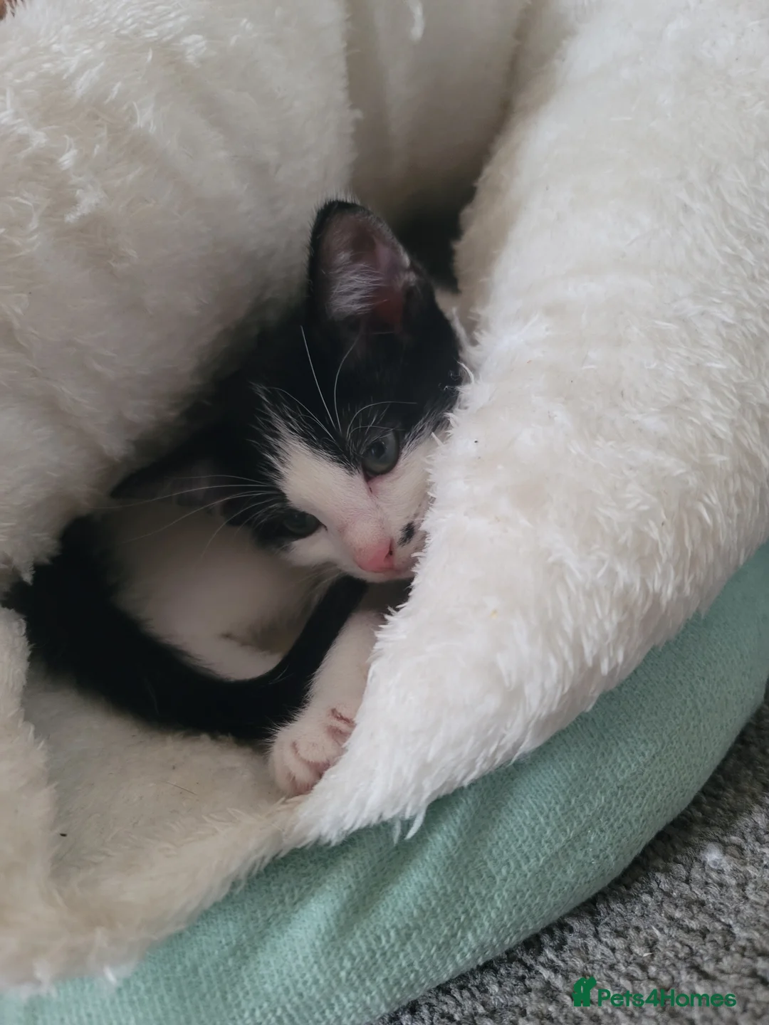 Mixed Breed cats for sale: 3 Mixed Black and white kittens - Advert 2