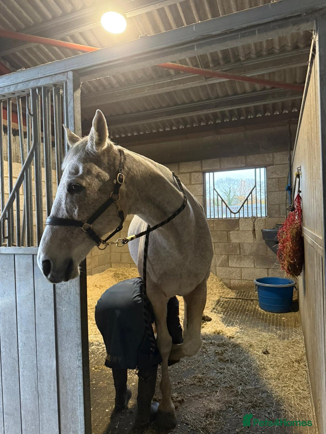 English Thoroughbred horses for sale: Grey Thoroughbred gelding  - Advert 4