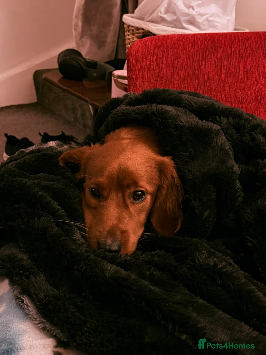 Mixed Breed dogs for stud: Stud available  in Warrington - Advert 2